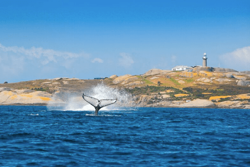 NSW whale watchings