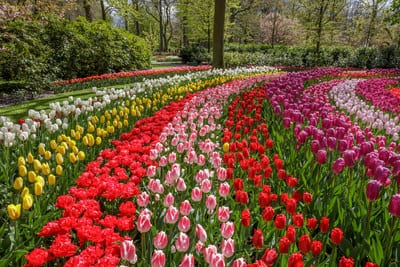 Keukenhof 69 Edition