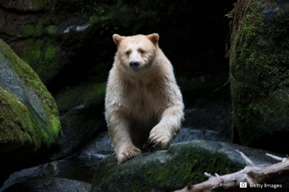BC省旅游局启动“流浪森林”春季主题线上推广活动