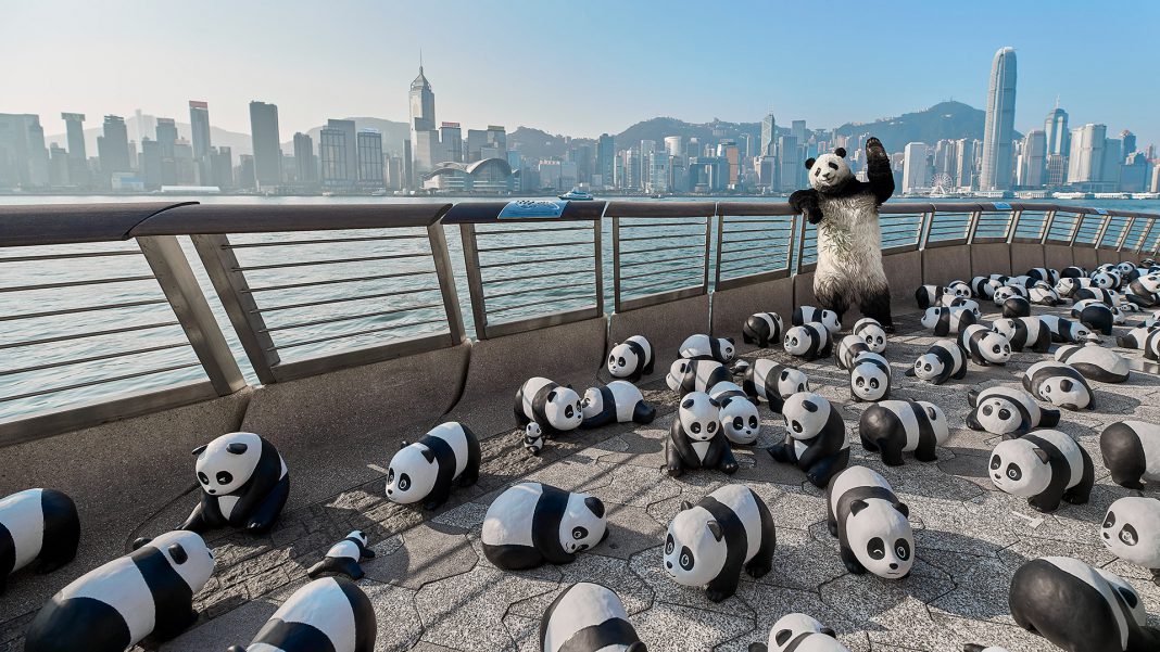 香港大熊猫热潮持续升温 为旅客带来新春惊喜
