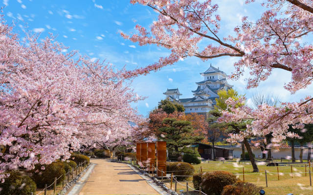 2025樱花季有望创下日本旅游消费新纪录