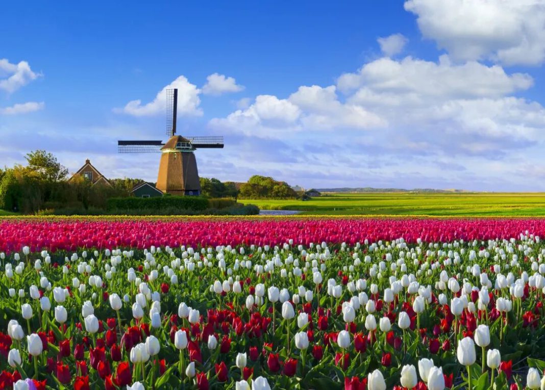 春季赏花预订迎高峰 “她经济”成核心动力